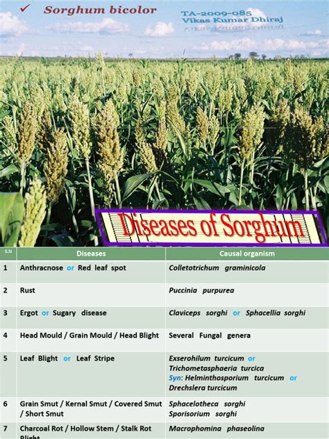 Disease Of Sorghum Pdf Plants Organisms