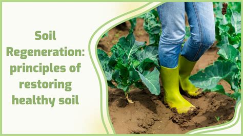 Soil Regeneration Principles Of Restoring Healthy Soil 🍃