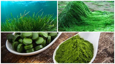 Espirulina Beneficios Y Propiedades Contraindicaciones