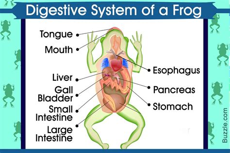 Labeled Diagram Of Frog Digestive System Digestive System Of