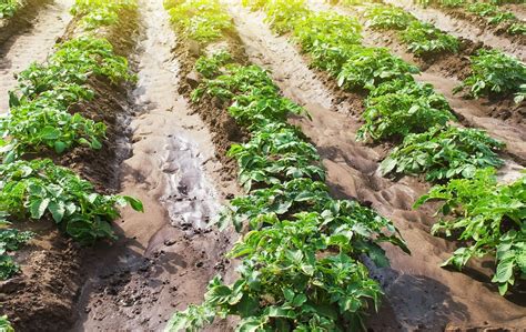 Peut On Planter Des Patates Douces En France Wepot L Art D