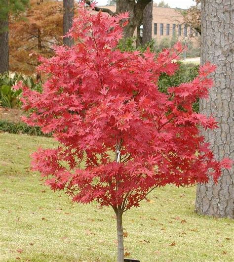 Acer Suminagashi Japanese Maple 13 Pot Hello Hello Plants