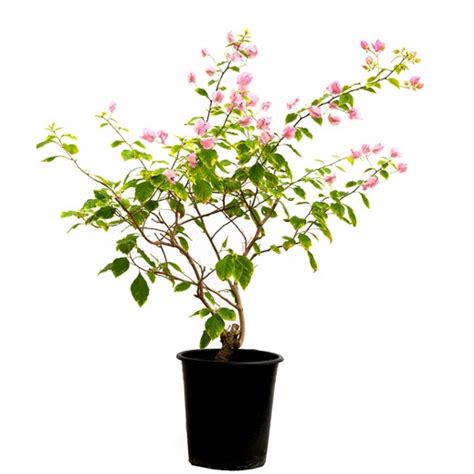 Buy Bougainvillea Dwarf Light Pink Delivered By House Of