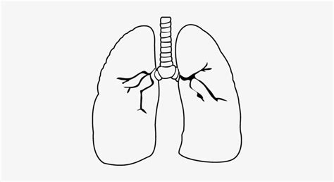 Lungs Coloring Page