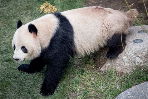 Panda escapes from enclosure at Copenhagen Zoo | Daily Sabah