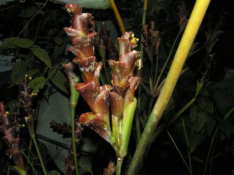 Maranta Charuto Como Cuidar Da Planta Nativa Folhas Vistosas