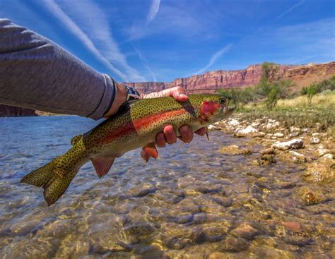 Fly Fishing Arizona: An Angler's Guide - Into Fly Fishing