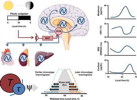 Schematic Of The Circadian Timekeeping System The Circadian