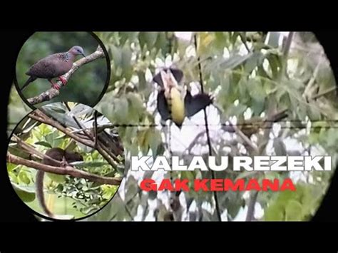 Mantap Berburu Tupai Dan Ruak Ruak Burung Punai Hinggap YouTube