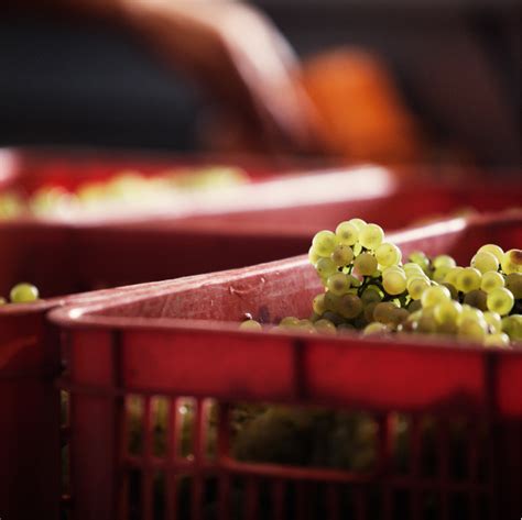 cosecha bodega bouza vinos unicos