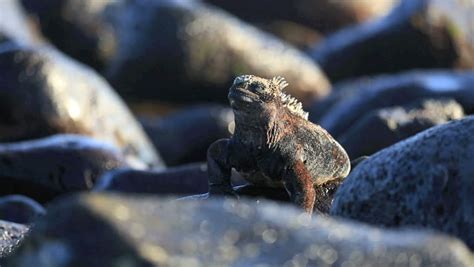 Marine Iguana Sneezing Out Salt Stock Footage Video 100 Royalty Free