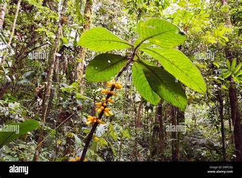 Flowering plant in the rainforest understory, Ecuador Stock Photo - Alamy