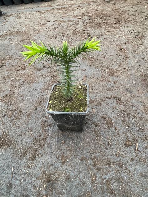 Araucaria araucana — Plant Wholesale FlorAccess