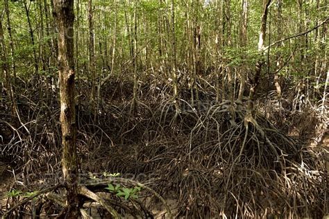 Mangrove trees | Stock Image - Science Source Images