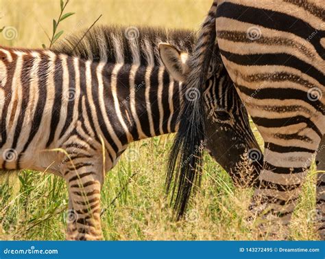 Zebra Foal Hiding Behind The Tail Of The Dam Stock Image Image Of