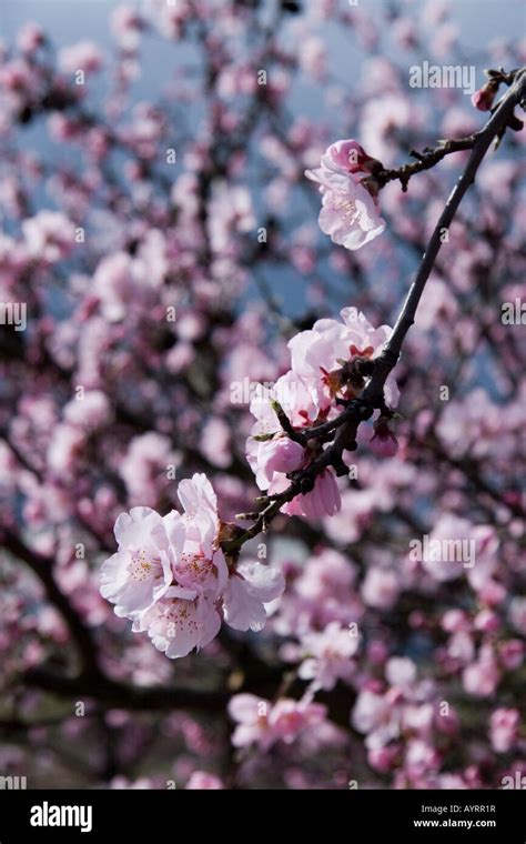 Flowering Almond Tree Prunus Dulcis Prunus Amygdalus Stock Photo Alamy