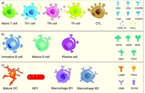 The cellular biomarkers of TLS. (a) The subtypes of T cells and ...