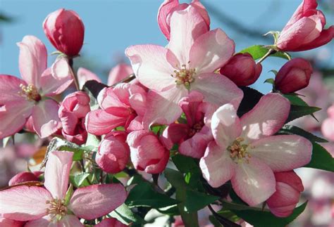 Fiore Di Bach Crab Apple Alkaemia Corsi Reiki Ferrara