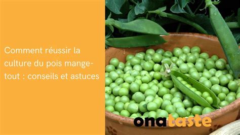 Comment réussir la culture du pois mange tout conseils et astuces