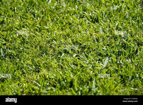 Close up of lush green grass lawn Stock Photo - Alamy