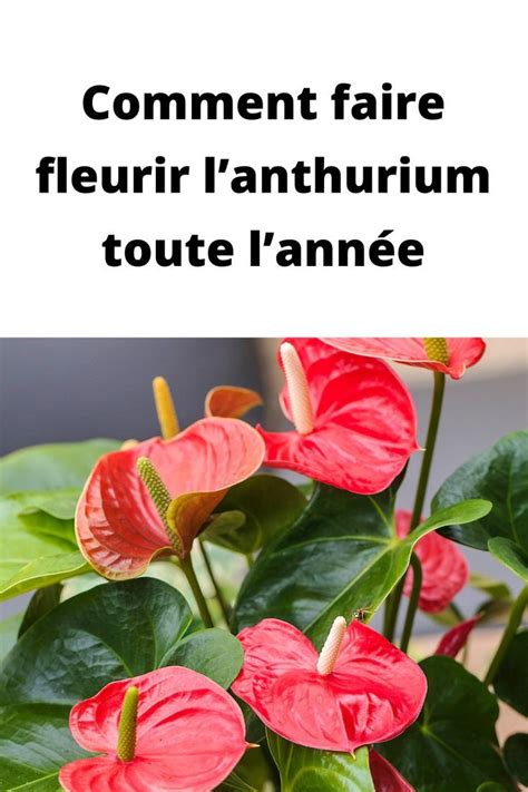 Comment Faire Fleurir Lanthurium Toute Lannée Comment Faire Une