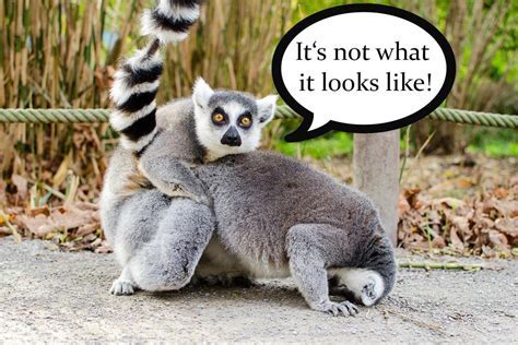 Lemur Memes