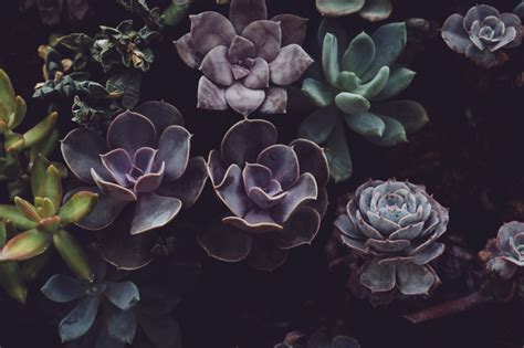 Succulent Wallpapers on WallpaperDog