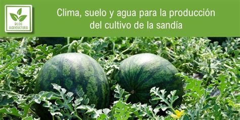 Clima suelo y agua para la producción del cultivo de la sandía