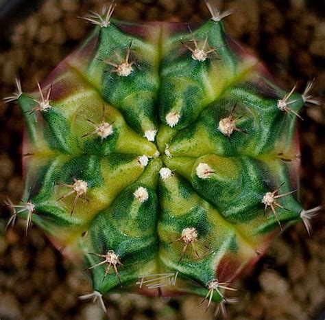 Gymnocalycium A Guide To Desert Succulents