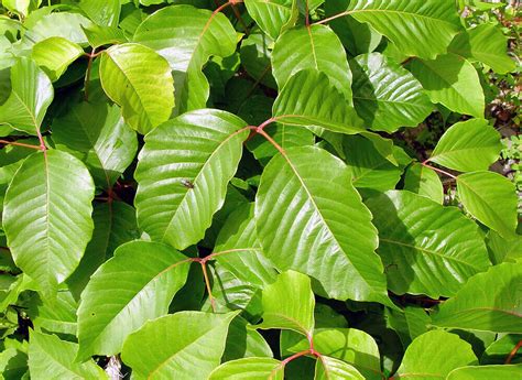 Western Poison Ivy Toxicodendron Rydbergii 30 50 Seeds 5 00 7 50