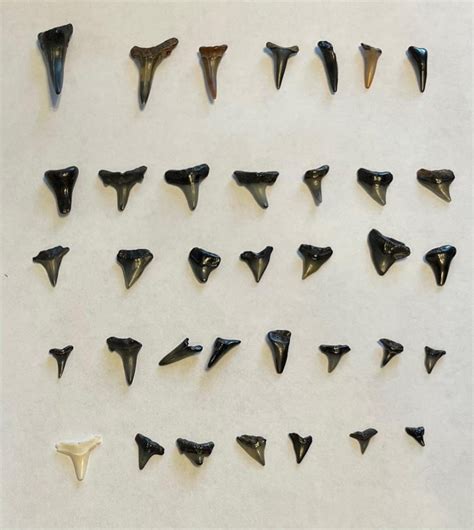 Best Places To Find Sharks Teeth In Florida