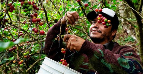 Caf Org Nico Certificado No Brasil Do P A X Cara