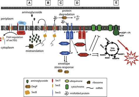 Mistranslation Of Membrane Proteins And Two Component System Activation