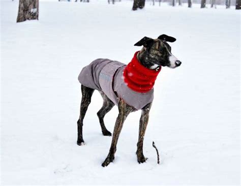 Extra Warm Winter Dog Coat Dog Jacket With Snood - Etsy