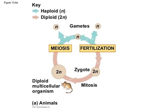 Meiosis And Sexual Life Cycle