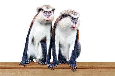 60 Gossip Monkey Stock Photos Pictures And Royalty Free Images Istock