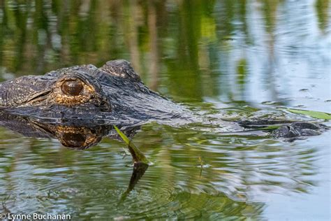 Okefenokee Swamp Wildlife — Lynne Buchanan • Poetic Climate Photography