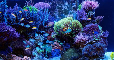 Aquarium R Cifal Mur V G Tal Et Aquariums Sur Mesure Nature Design