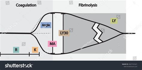 Thromboelastography Teg Blood Coagulation Analysis Chart Stock Vector ...