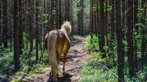 ASMR Entspannung Naturgeräusche Unterwegs mit dem Pferd