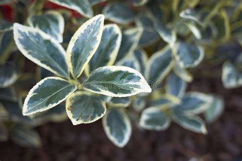 Le Fortunei D Euonymus A Vari Des Feuilles Photo Stock Image Du