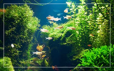 Easiest Fish To Take Care Of In A 10 Gallon Tank - Benia Aquarium Fish