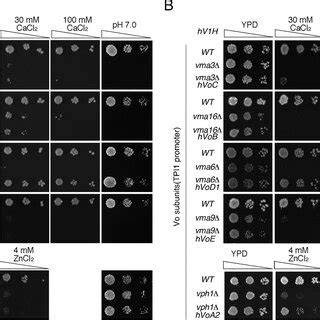 Growth Complementation Assays Of Yeast V Atpase V O Subunit Mutants