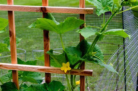 Diy Cucumber Trellis Ideas To Get You Growing