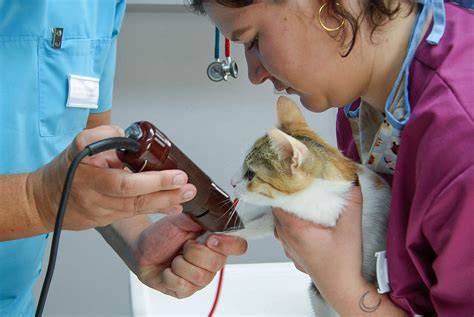 Katze Kater Kastrieren Freundliches Wesen Und Langes Leben Tierarzt