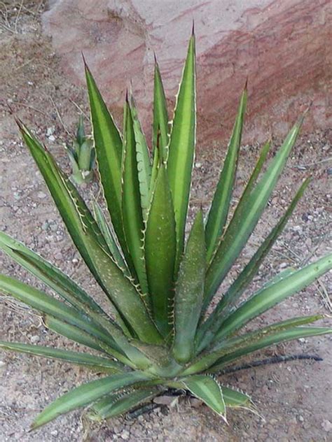 Agave lechuguilla (Lechuguilla, Shin Dagger) | World of Succulents