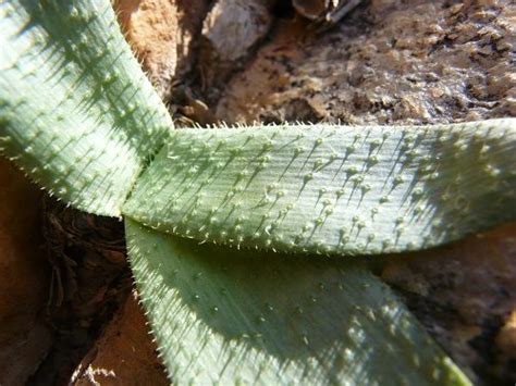 brunsvigia namaquana beenbreek  seeds lifestyle seeds