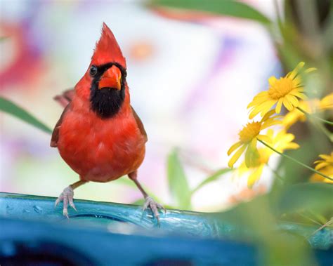 Male Northern Cardinal Birdforum