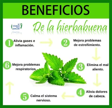 Beneficios De La Hierbabuena Artofit