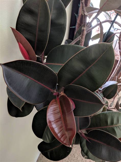 Ficus Burgundy All You Need To Know About The Burgundy Rubber Tree